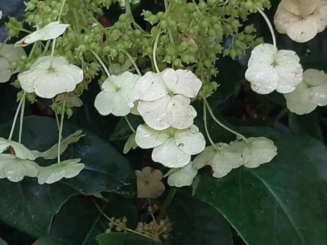 Hydrangea seemannii 