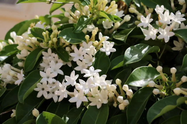 Stephanotis floribunda