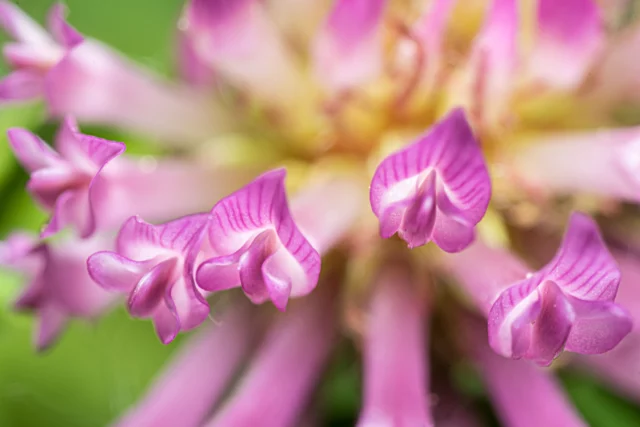 Fiori di campo: trifoglio