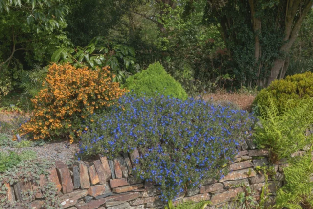 Lithodora diffusa Glandora diffusa