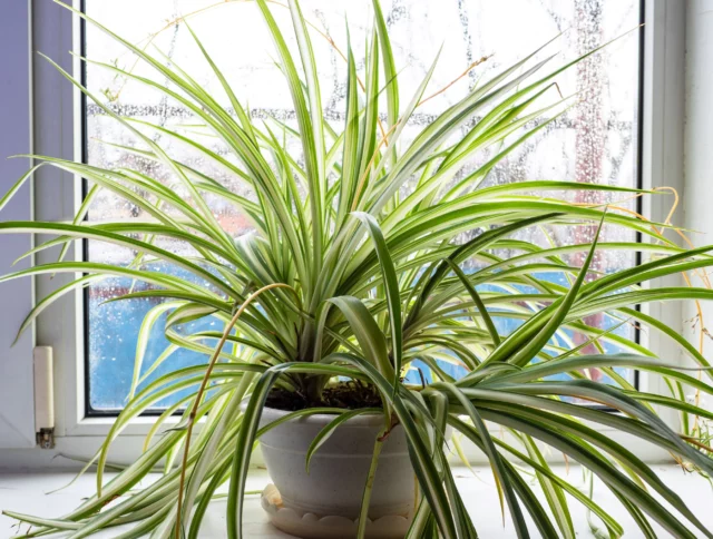 Chlorophytum 