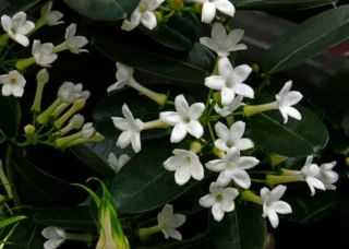 Stephanotis floribunda