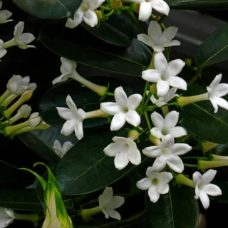 Stephanotis floribunda