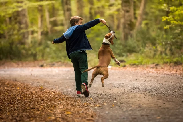  American Pit Bull Terrier