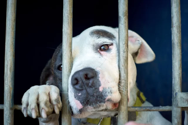  American Pit Bull Terrier nei canili