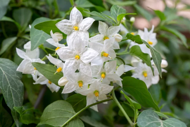 Solanum laxum 'Album'