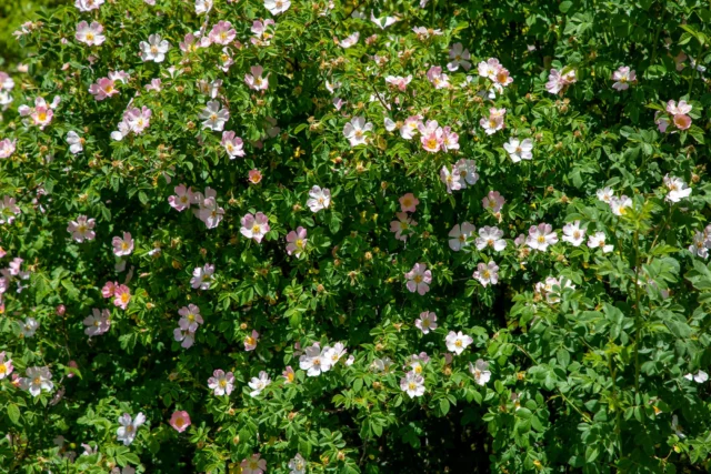 Rosa canina 