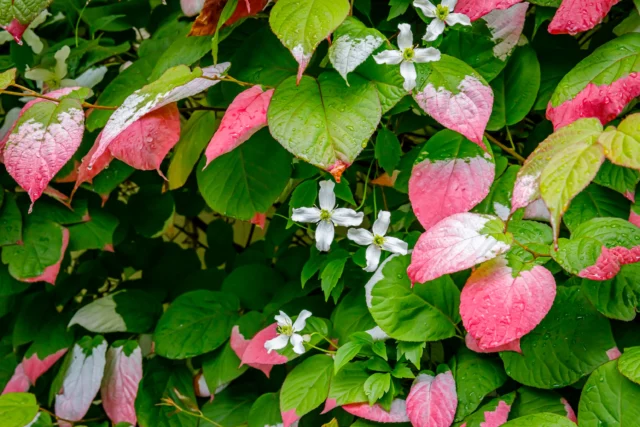 Actinidia kolomikta