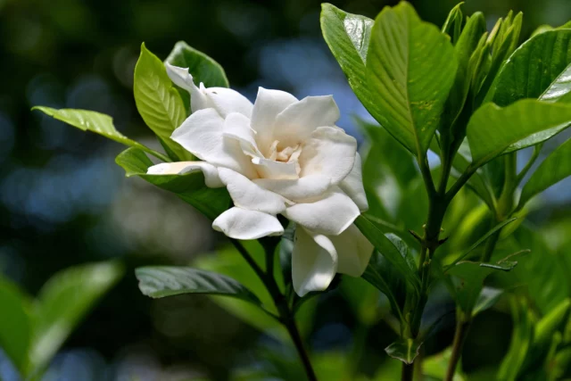 Gardenia jasminoides