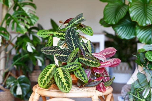 Maranta leuconera di giorno