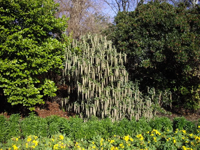 Garrya elliptica