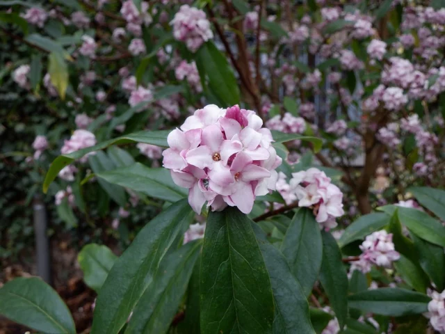 Dettaglio dei fiori