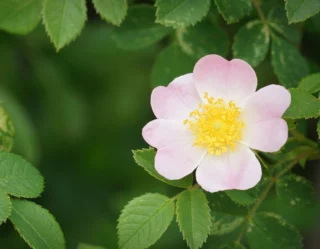 Benefici della rosa canina