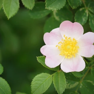 Benefici della rosa canina