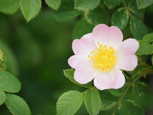 Benefici della rosa canina