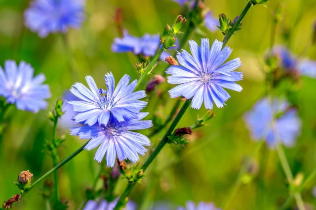 Cichorium intybus