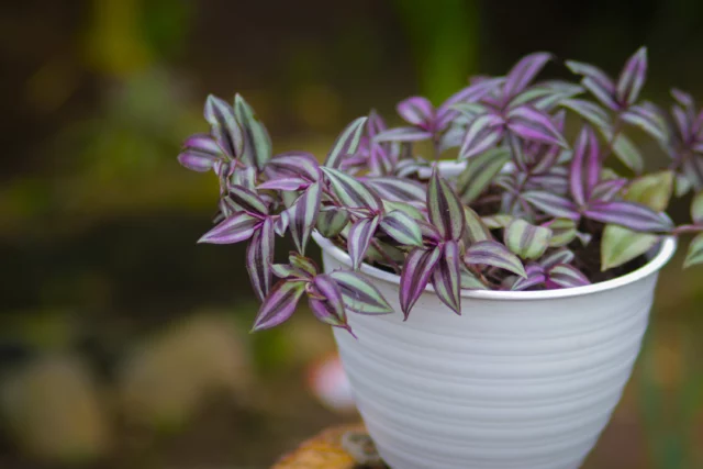 Tradescantia zebrina