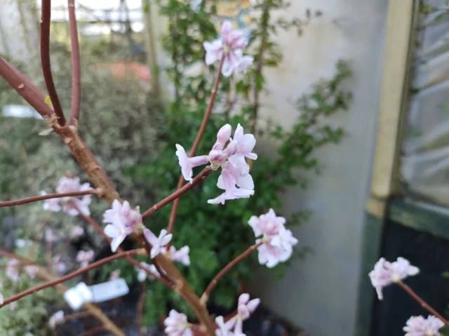 Daphne bholua 'Jacqueline Postill'