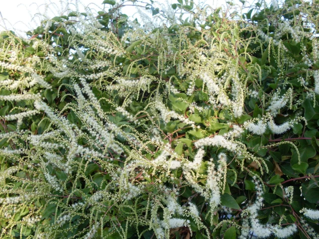 Rampicanti con fiori bianchi