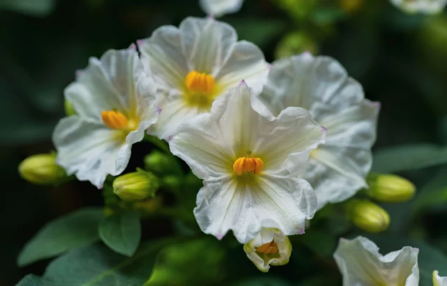  Rampicanti con fiori bianchi