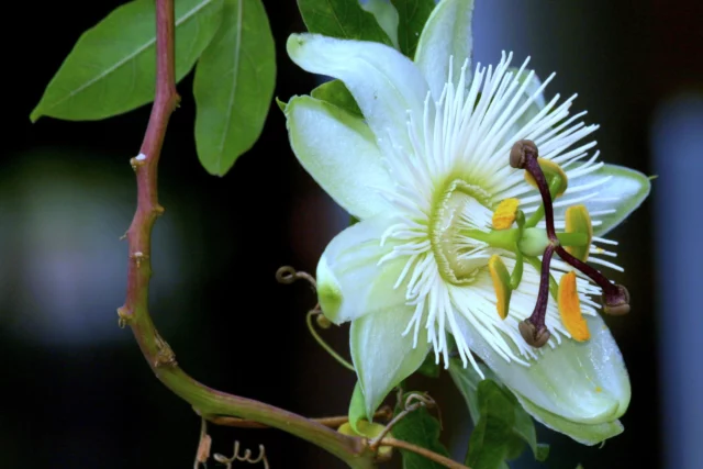 Passiflora caerulea 'Constance Elliott'