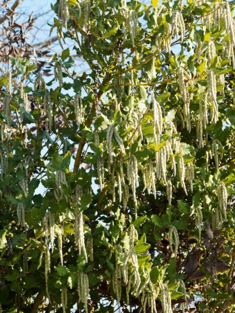 Garrya elliptica 