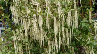 Garrya elliptica 'James Roof'