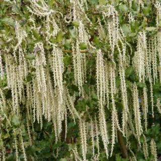 Garrya elliptica 'James Roof'