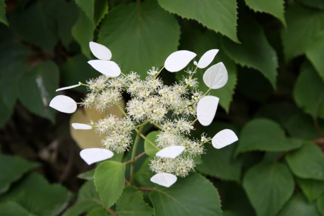 Rampicanti con fiori bianchi