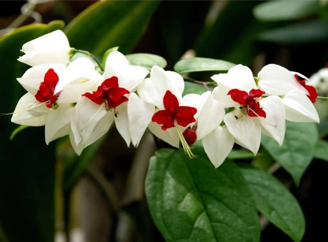 Clerodendrum thomsoniae