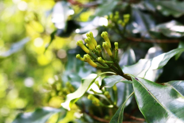 Boccioli di Syzygium aromaticum