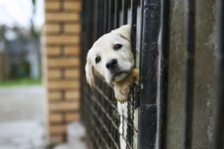 Il cane in giardino