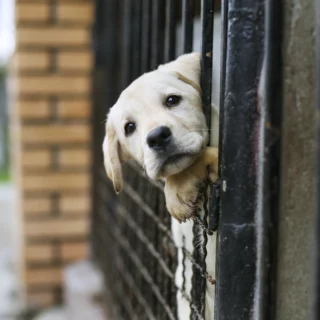 Il cane in giardino