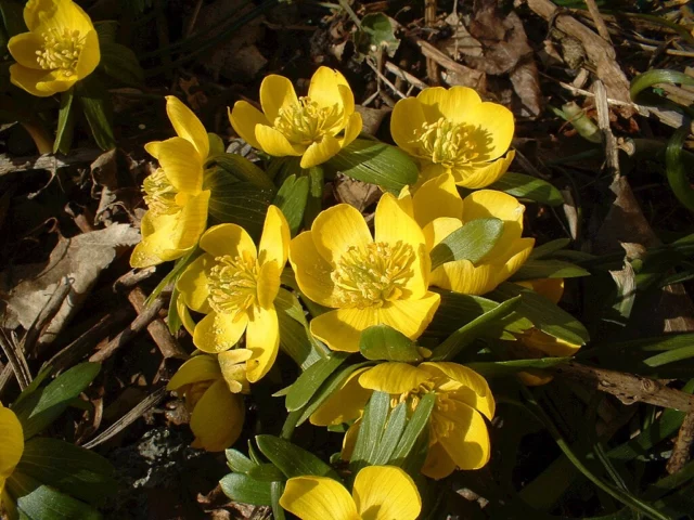 Oro del giardino d'inverno