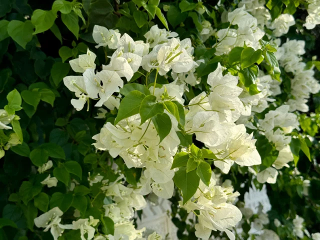 Bougainvillea glabra 'Snow White'