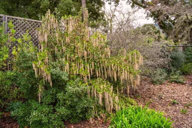 Garrya elliptica