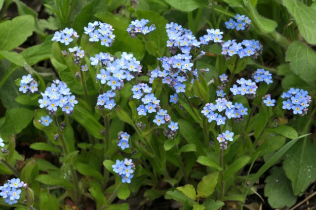 Fiori di campo: Myosotis