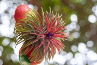 Tillandsia ionantha pianta