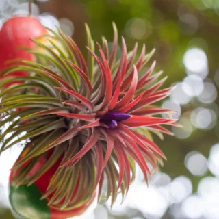 Tillandsia ionantha pianta