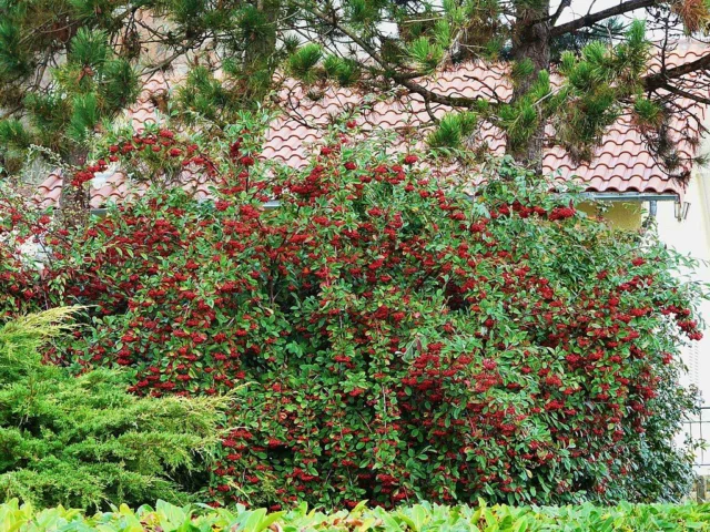 Cotoneaster lacteus 