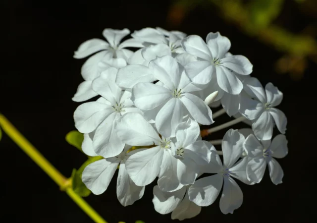 Rampicanti con fiori bianchi