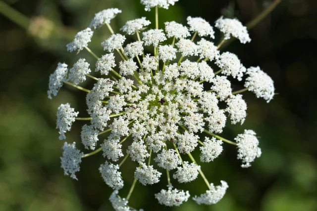 Daucus carota