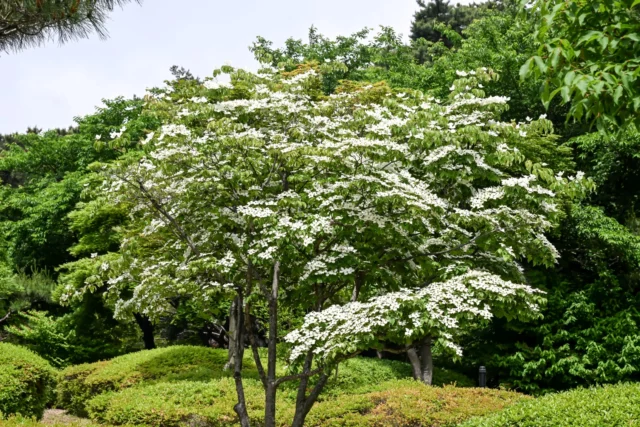 Cornus kousa