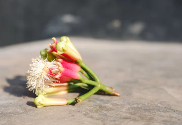 Fiori di Syzygium aromaticum