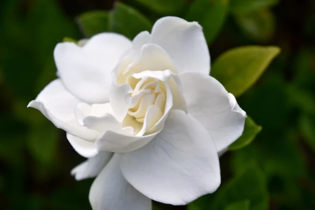 Gardenia jasminoides