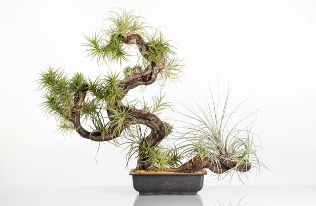 Come fossero un bonsai