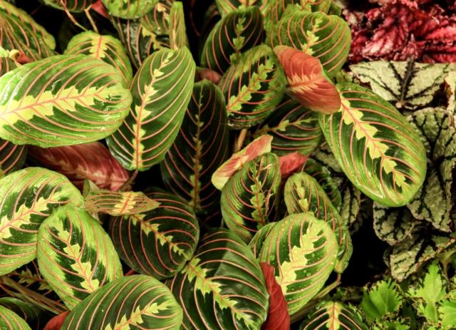 Maranta leuconeura