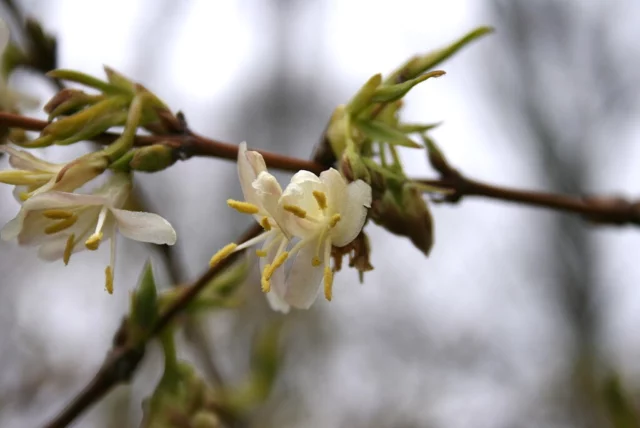 Lonicera x purpusii âWinter Beautyâ