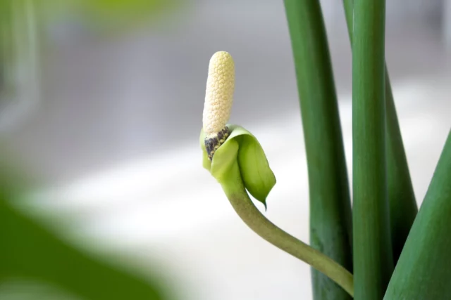 Fiore di Zamioculcas zamiifolia