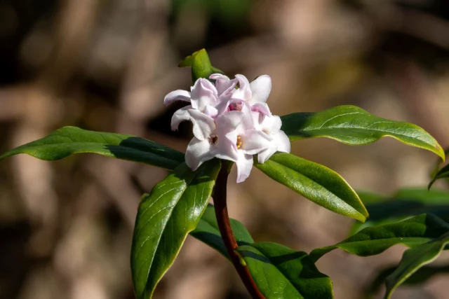 Daphne bholua 'Jacqueline Postill'